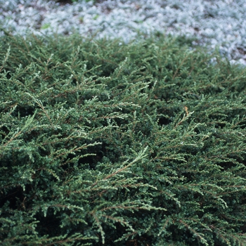 Juniperus communis 'Repanda' (049815)