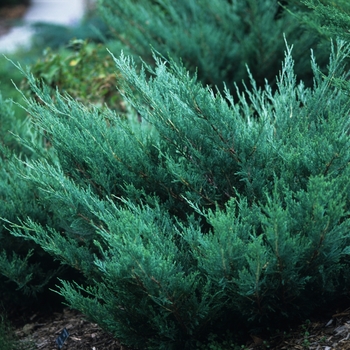 Juniperus horizontalis 'Hughes' (049817)