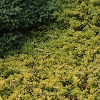 Juniperus horizontalis 'Mother Lode' (049818)