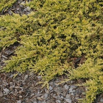 Juniperus horizontalis 'Mother Lode' (049819)
