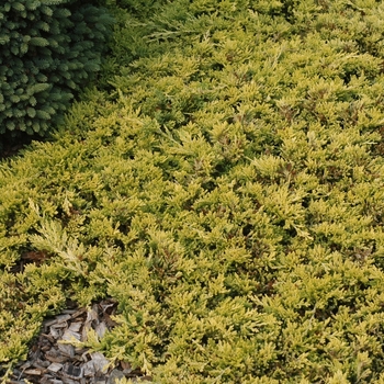 Juniperus horizontalis 'Mother Lode' (049820)