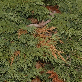 Juniperus sabina 'Calgary Carpet®' (049830)