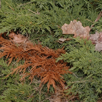 Juniperus sabina 'Calgary Carpet®' (049831)