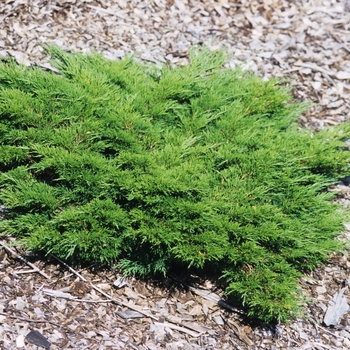 Juniperus sabina 'Calgary Carpet®' (049832)