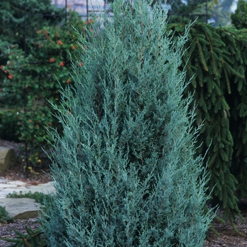 Juniperus scopulorum 'Wichita Blue' (049833)
