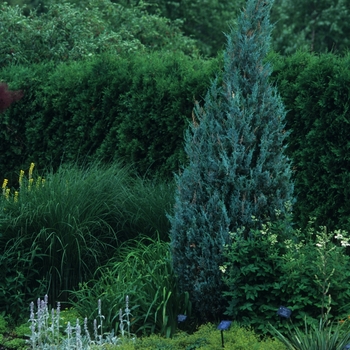 Juniperus scopulorum 'Wichita Blue' (049835)