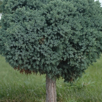 Juniperus squamata 'Blue Star' (049837)