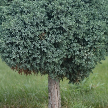 Juniperus squamata 'Blue Star' (049838)