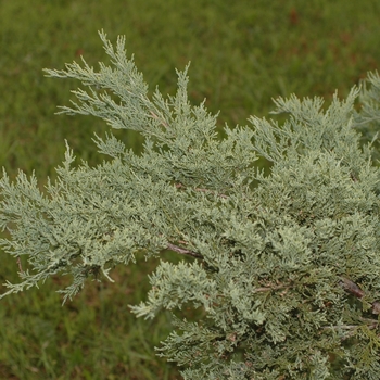 Juniperus sabina 'Calgary Carpet®' (049842)