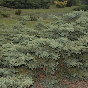 Juniperus sabina 'Calgary Carpet®' (049843)