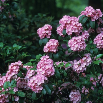 Kalmia latifolia 'Pink Charm' (049874)