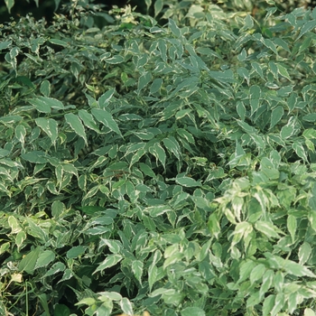 Kerria japonica 'Picta' (049881)