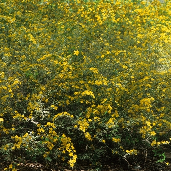 Kerria japonica 'Picta' (049882)