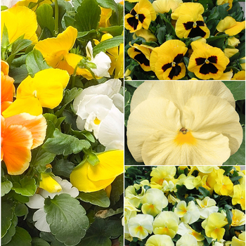 Viola x wittrockiana 'Yellow Shades' (049906)