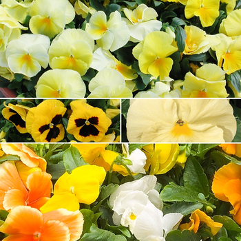 Viola x wittrockiana 'Yellow Shades' (049907)