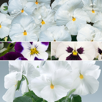 Viola x wittrockiana 'White Shades' (049917)