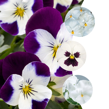 Viola x wittrockiana 'White Shades' (049918)