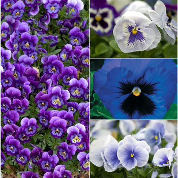 Viola x wittrockiana 'Blue Shades' (049919)