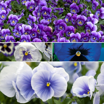 Viola x wittrockiana 'Blue Shades' (049920)