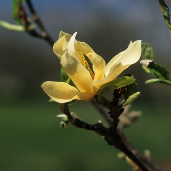 Magnolia 'Butterflies' (050204)