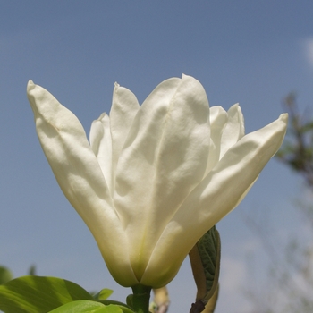 Magnolia 'Elizabeth' (050206)
