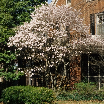 Magnolia stellata '' (050209)