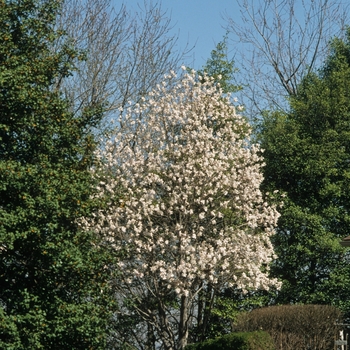 Magnolia stellata '' (050210)