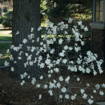 Magnolia stellata '' (050211)