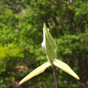 Magnolia tripetala '' (050216)