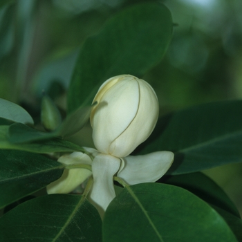 Magnolia virginiana '' (050217)