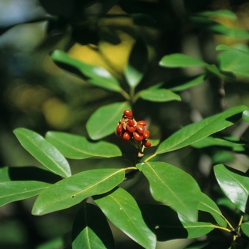 Magnolia virginiana '' (050219)