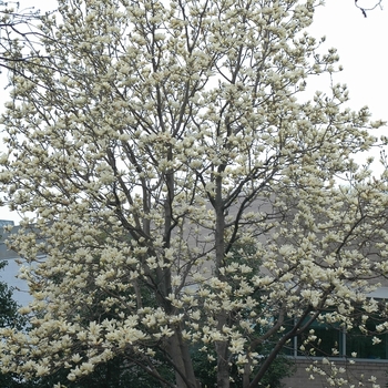 Magnolia 'Elizabeth' (050245)