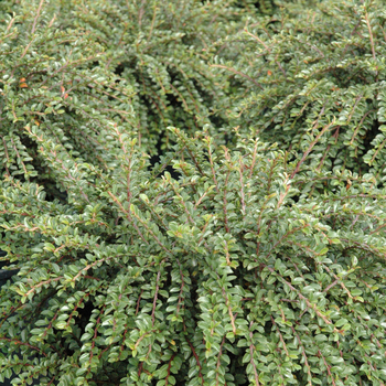 Cotoneaster adpressus 'Little Gem' (050254)