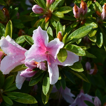 Rhododendron Southern Indica hybrid 'George Taber' (050306)