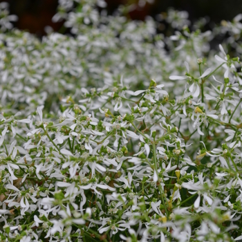 Euphorbia hypericifolia Breathless® 'White' (050322)