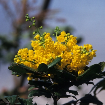 Mahonia aquifolium '' (050386)