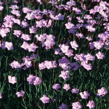 Dianthus 'Baths Pink' (050421)