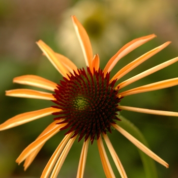 Echinacea Meadowbrite™ '' (050517)