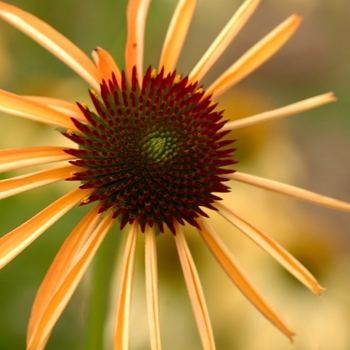 Echinacea Meadowbrite™ '' (050518)
