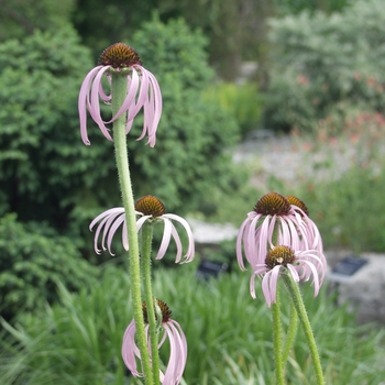 Echinacea simulata '' (050547)
