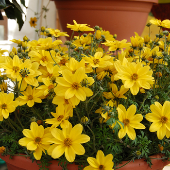 Bidens ferulifolium 'Bidy Gonzales Yellow' (050596)