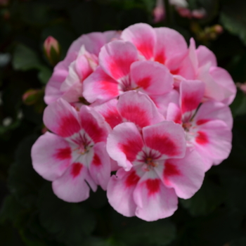 Pelargonium x hortorum Presto™ 'Pink Sizzle' (050705)