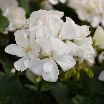 Pelargonium x hortorum Presto™ 'White' (050708)