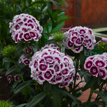 Dianthus barbatus Sweet™ 'Purple White Bi-Color' (050760)