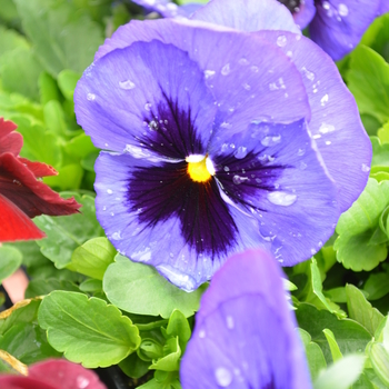 Viola x wittrockiana Spring Matrix™ 'Blue Blotch' (050766)