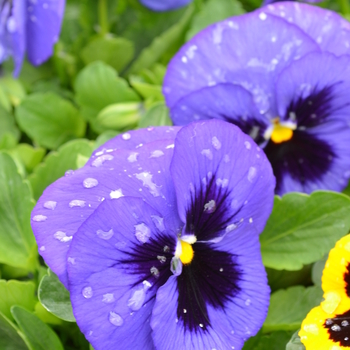 Viola x wittrockiana Spring Matrix™ 'Blue Blotch' (050767)
