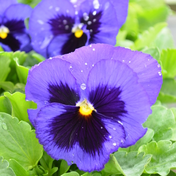 Viola x wittrockiana Spring Matrix™ 'Blue Blotch' (050768)