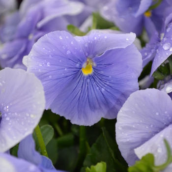 Viola x wittrockiana Spring Matrix™ 'Blue' (050770)