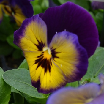 Viola x wittrockiana Spring Matrix™ 'Midnight Glow' (050773)