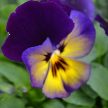 Viola x wittrockiana Spring Matrix™ 'Midnight Glow' (050774)